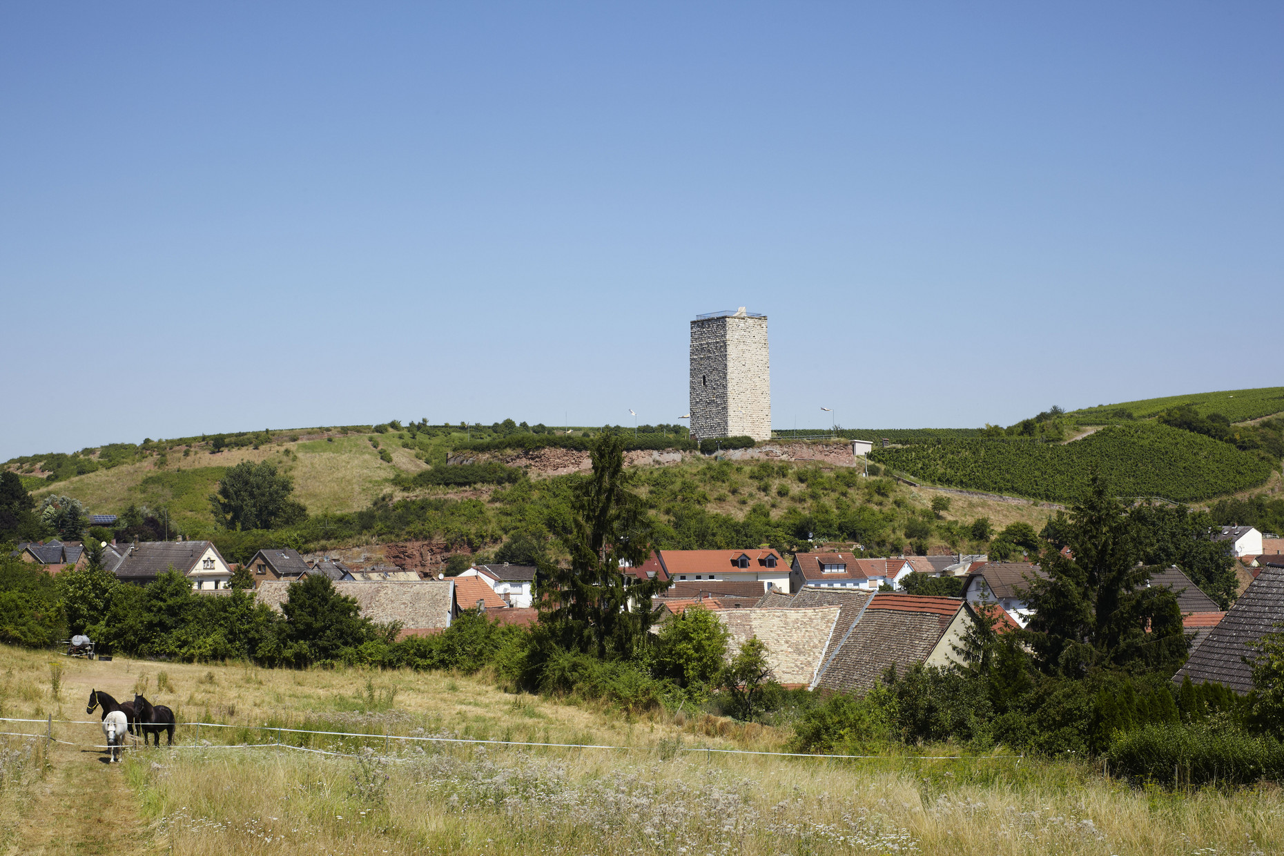 Bergfried der Schwabsburg auf einer Anhöhe hinter Wohnhäusern, rechts Weinberge, im Vordergrund Wiesen, und Pferde