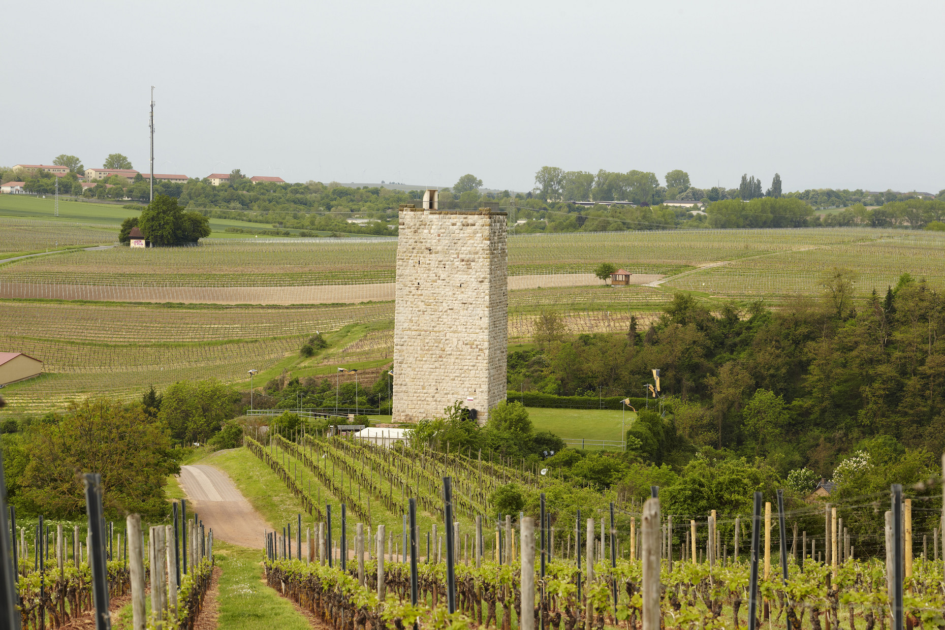 Bergfried der Schwabsburg inmitten Weinbergen